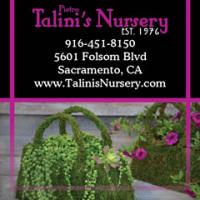 Talinis Nursery